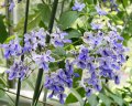 Clerodendron ugadense